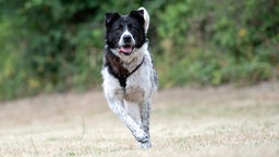 Großer schwarz-weißer Hund mit dichtem Fell rennt über eine Wiese auf die Kamera zu