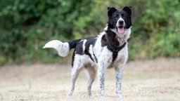 Großer schwarz-weißer Hund mit dichtem Fell steht auf einer Wiese und schaut aufmerksam in die Kamera