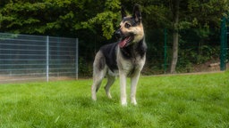 Hund mit hellbraun-schwarzem Fell steht hechelnd auf einer Wiese 