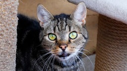 Braun-grau getigerter Kater sitzt unter einem Kratzbaum im Katzenzimmer und schaut direkt in die Kamera