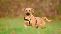 Hellbrauner Hund steht auf einer Wiese und trägt ein schwarzes Geschirr 