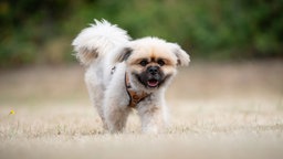 Hund mit beige-braunem, wuscheligem Fell auf einer Wiese 
