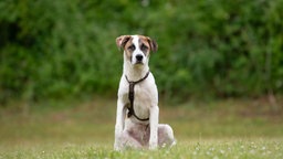 Hund mit weiß-braunem Fell sitzt auf einer Wiese 