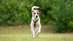 Hund mit weiß-braunem Fell auf einer Wiese 