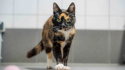 Schildpattfarbene Katze schaut direkt in die Kamera 