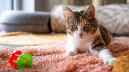 Eine weiß-getigerte Katze liegt auf einem hellroten Teppich 