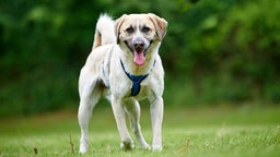 Großer Hund mit weiß-braunem dichten Fell steht auf einer Wiese und schaut in Richtung Kamera