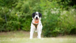 Hund mit schwarz-weißem, zotteligem Fell auf einer Wiese 