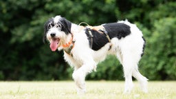 Hund mit weiß-schwarzem, zotteligem Fell hechelnd auf einer Wiese 