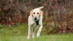 Hund mit hellem Fell auf einer Wiese 