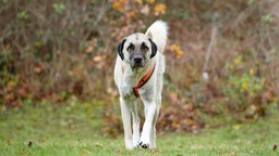 Großer Hund mit beigefarbenem Fell auf einer Wiese 