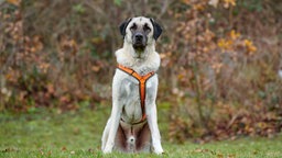 Großer Hund mit beigefarbenem Fell sitzt auf einer Wiese 