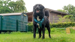 Hund mit schwarzem Fell und weißer Brust steht auf einer Wiese 