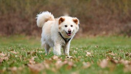 Hund mit wuscheligem, weißem Fell auf einer Wiese  