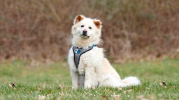 Hund mit wuscheligem, weißem Fell sitzt auf einer Wiese  