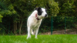 Hund mit weiß-schwarzem Fell auf einer Wiese 