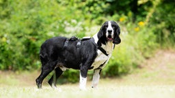 Hund mit schwarz-weißem Fell und Schlappohren auf einer Wiese 