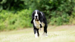 Hund mit schwarz-weißem Fell und Schlappohren auf einer Wiese 