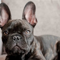 Hund mit dunkelbraunem Fell in Nahaufnahme 