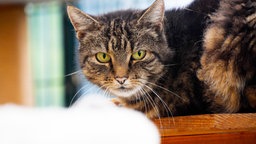 Getigerte Katze sitzt auf einem Brett im Katzenzimmer und schaut direkt in die Kamera