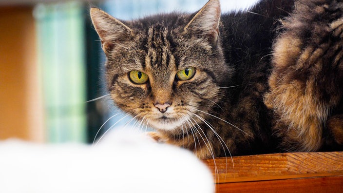Getigerte Katze sitzt auf einem Brett im Katzenzimmer und schaut direkt in die Kamera