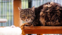 Getigerte Katze sitzt auf einem Brett im Katzenzimmer und schaut direkt in die Kamera