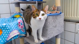 Weiße Katze mit getigerten Abzeichen steht auf einem Kletterbaum und schaut in die Kamera