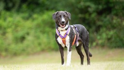 Hund mit schwarz-weißem Fell auf einer Wiese 