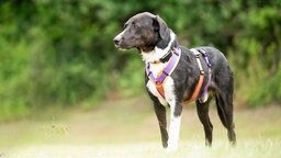 Hund mit schwarz-weißem Fell auf einer Wiese 