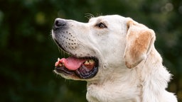 Hund mit hellbeigefarbenem Fell in seitlichem Profil 