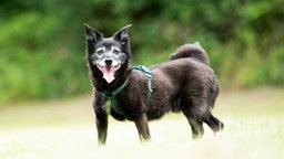 Kleiner Hund mit schwarzem Fell und grauer Maske hechelnd auf einer Wiese 