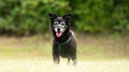 Kleiner Hund mit grauer Maske hechelnd auf einer Wiese 