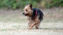 Schwarz-brauner mittelgroßer Hund mit wuscheligem Fell und rotem Geschirr läuft über eine Wiese