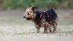 Schwarz-brauner mittelgroßer Hund mit wuscheligem Fell und rotem Geschirr trabt über eine Wiese