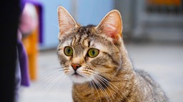 Katze mit getigertem Fell in Nahaufnahme 