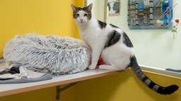 Ein weiß-grauer Kater sitzt auf einem Brett vor einer gelben Wand 