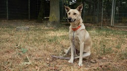 Beigefarbener Hund sitzt auf einer Wiese 