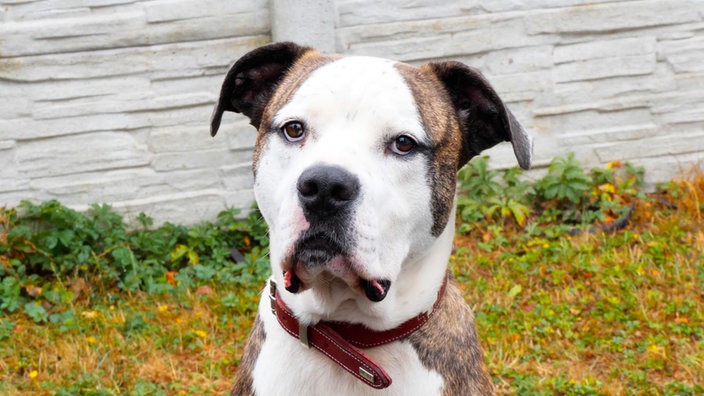 Hund mit kräftigem Körperbau und braun-weißem, kurzem Fell in Nahaufnahme
