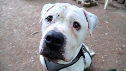 Hund mit weißem Fell in Nahaufnahme 