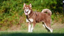 Ein großer braun-weißer Hund steht seitlich auf einer Wiese und hechelt 