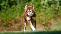 Ein großer braun-weißer Hund läuft über eine Wiese