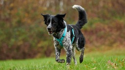 Hund mit schwarz-weißem Fell und hellblauem Geschirr auf einer Wiese 