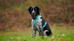 Hund mit schwarz-weißem Fell und hellblauem Geschirr auf einer Wiese 