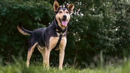 Hund mit schwarz-braunem Fell steht hechelnd auf einer Wiese 