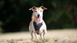 Hund mit braun-weißem Fell hechelnd auf einer Wiese 