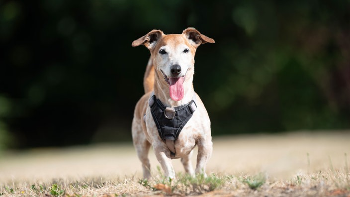Hund mit braun-weißem Fell hechelnd auf einer Wiese 