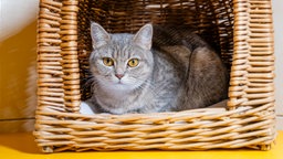 Katze mit grauem Fell liegt in einem Katzenkorb 
