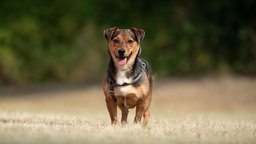 Kleiner Hund mit tricolorfarbenem Fell auf einer Wiese 
