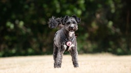 Hund mit dunkelgrau-weißem Fell auf einer Wiese 