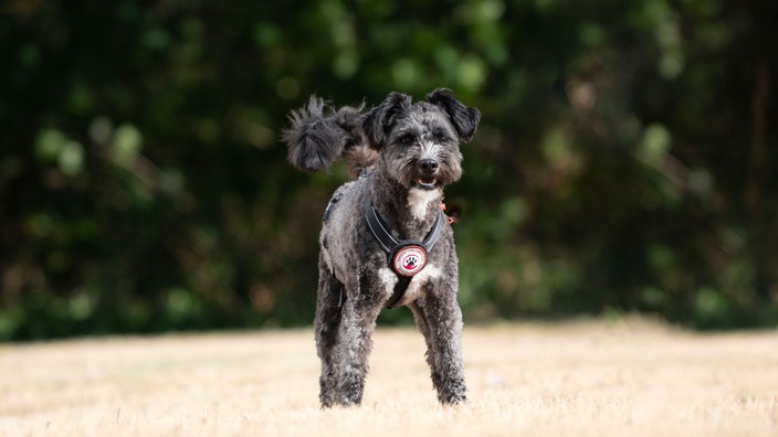 Hund mit dunkelgrau-weißem Fell auf einer Wiese 